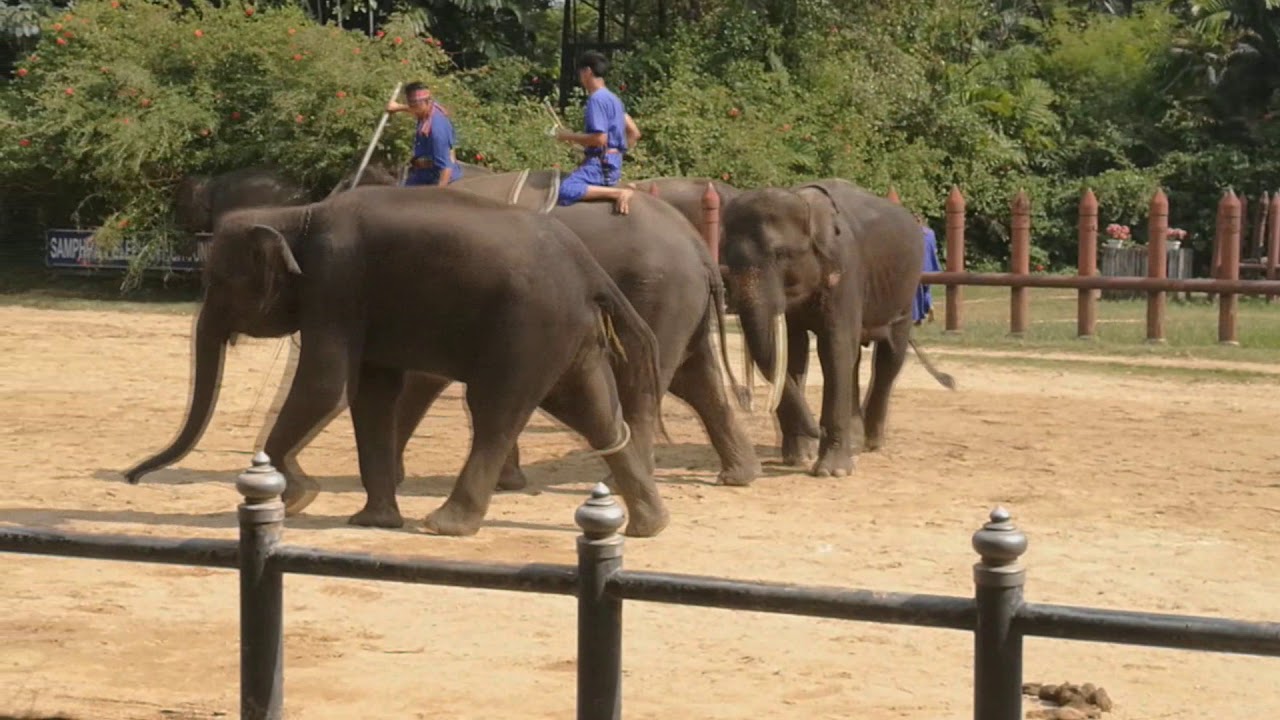 การแสดง โชว์ช้าง สามพราน นครปฐม Elephant show at Samphran Elephant Ground & Zoo (Nakhon Pathom)