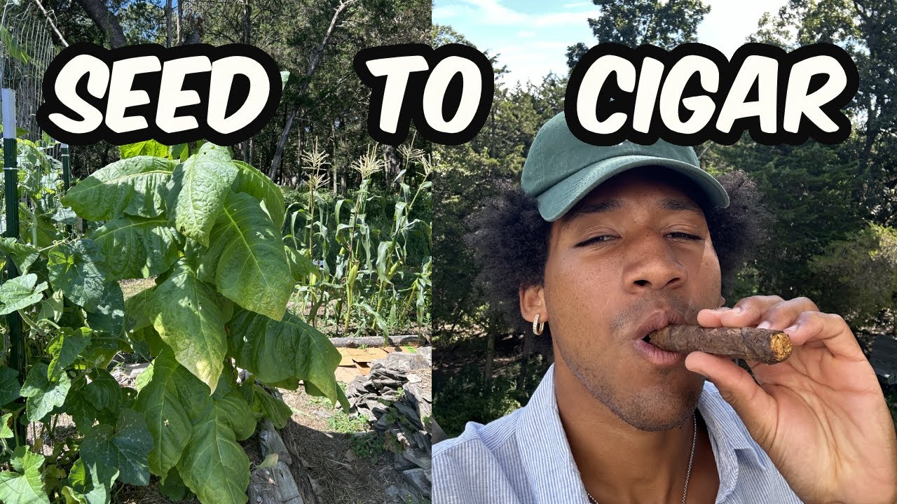 I Grew My Own Tobacco and Made Cigars Out Of It (Seed To Cigar Documentary)