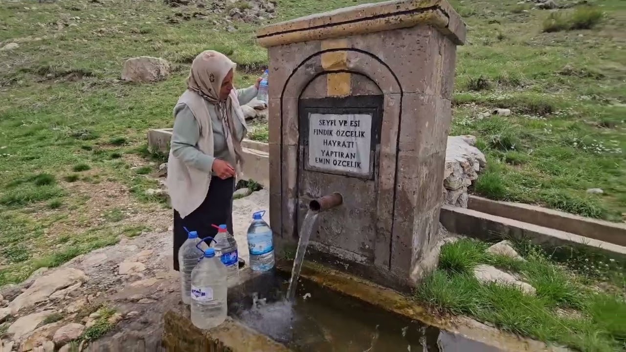 Berçin ve Çokça Yaylası Buz Gibi Suları Papatyaları