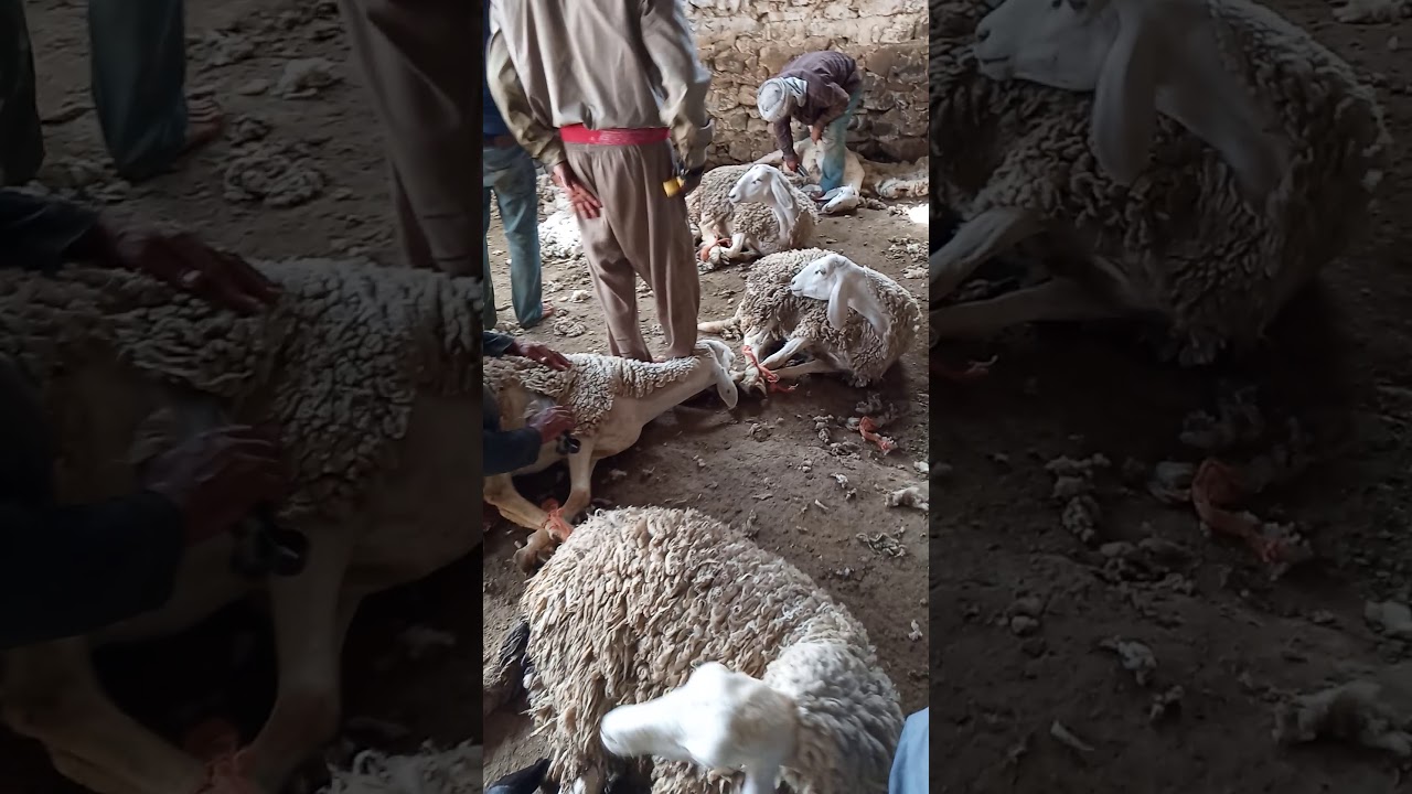 جز صوف الغنم يدويا في الجزائر