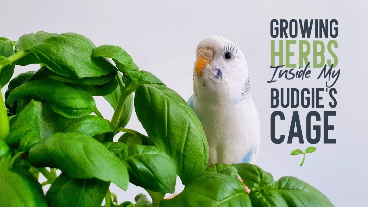 I Made an Herb Garden for My Budgies🌱