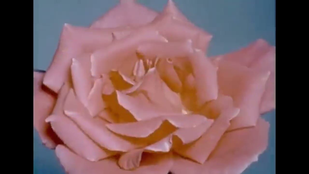 Bloom.