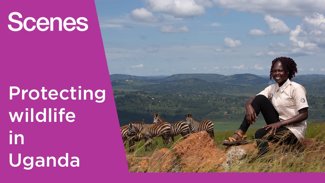 Meet the conservationists saving rare animals in Uganda | Scenes