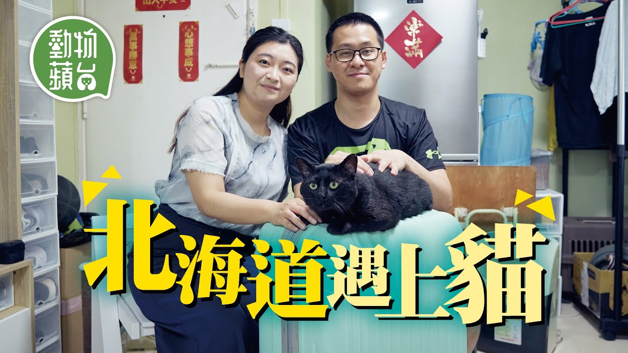 港男北海道工作假期遇上流浪愛滋貓 排除萬難花4萬救貓搞寵物移民 女友棄求婚戒指甘願將貓貓帶回香港 #動物蘋台─果籽 香港 Apple Daily─原刊日期：20210508