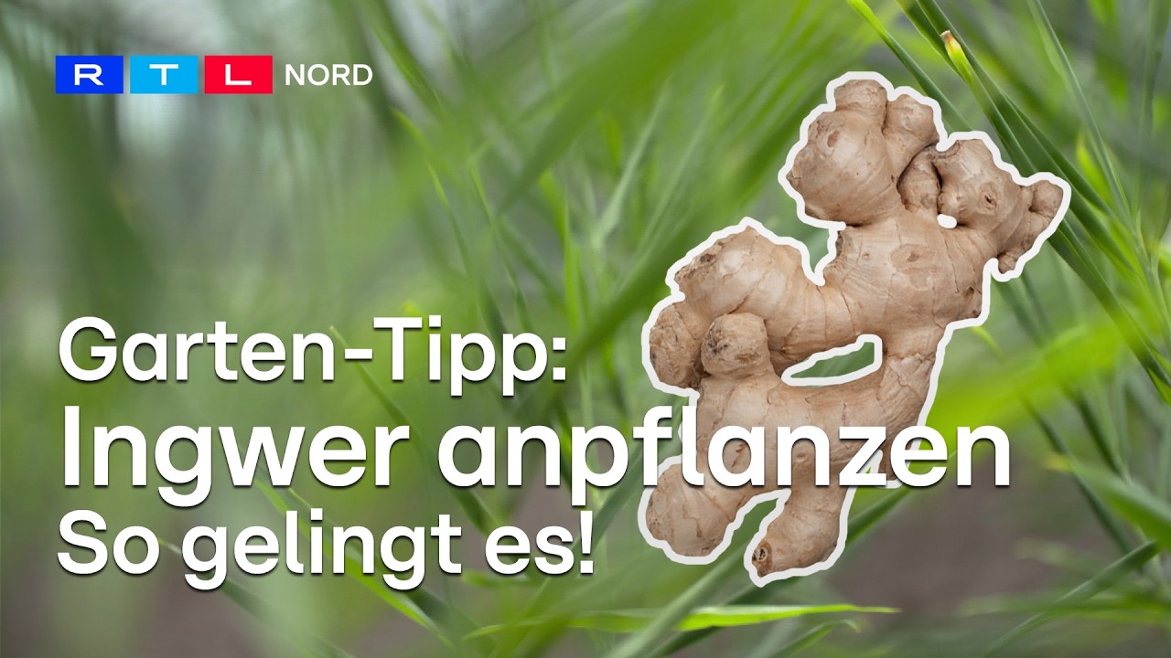 Wissen X-akt: Mit diesen Tipps lässt sich Ingwer anbauen