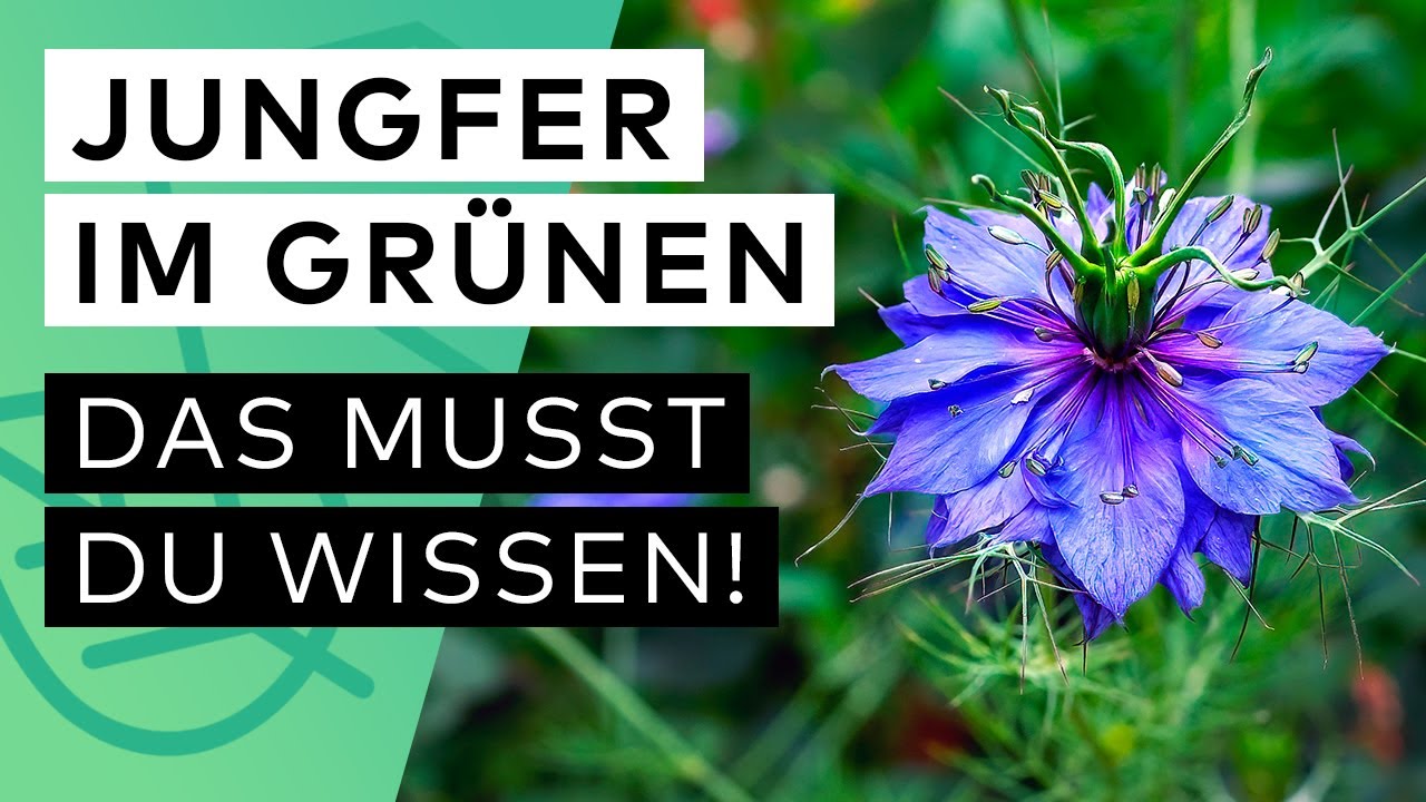 Jungfer im Gr&uuml;nen: Aussaat ✓ Giftig ✓ Bl&uuml;tezeit ✓ Standort ✓ D&uuml;ngen ✓ Beetnachbarn ✓