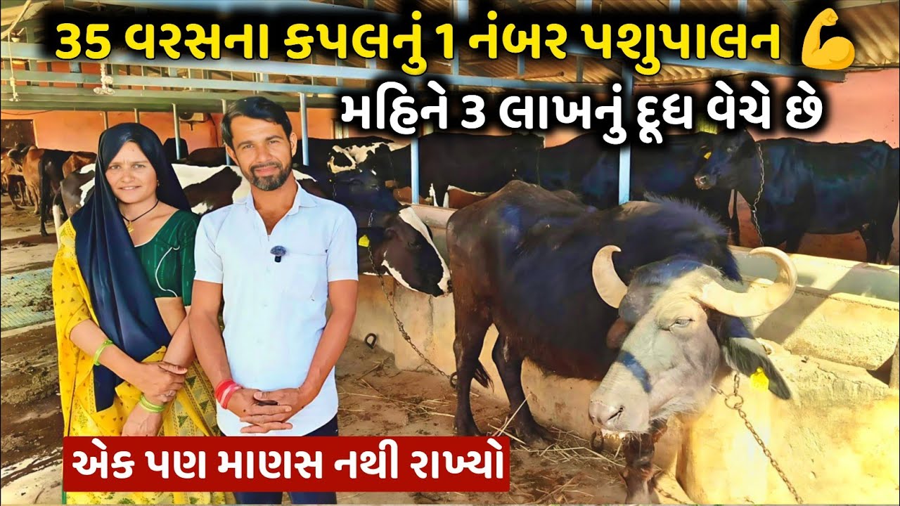 બનાસના કપલની કમાલ 🐃 મહિને ₹3 લાખનું દૂધ વેચાણ! 