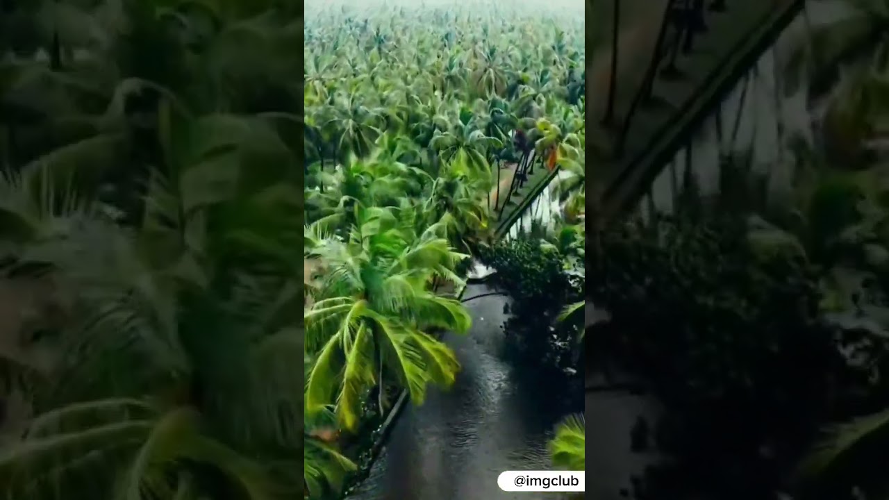 Esse Lugar &Eacute; Surreal: Thanbankadavu