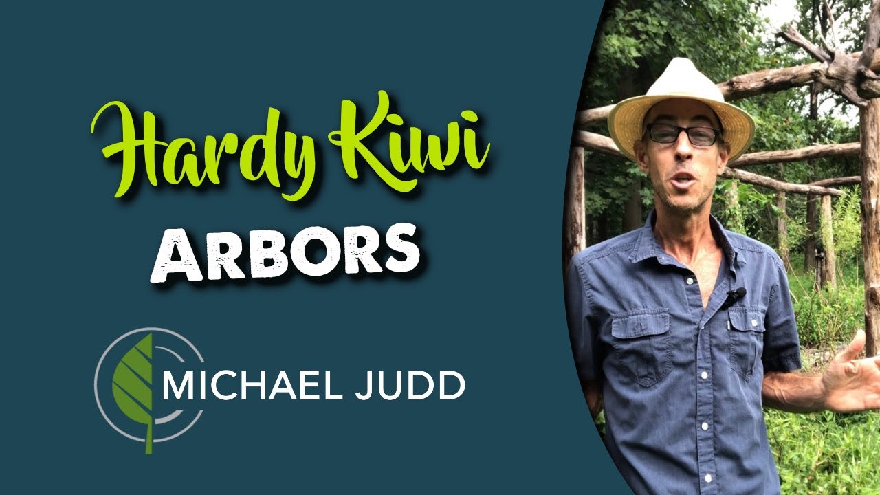 HOW TO GROW KIWI FRUITS THE RIGHT WAY 🥝 - Taming Kiwi Vines! | Building a HARDY KIWI TRELLIS