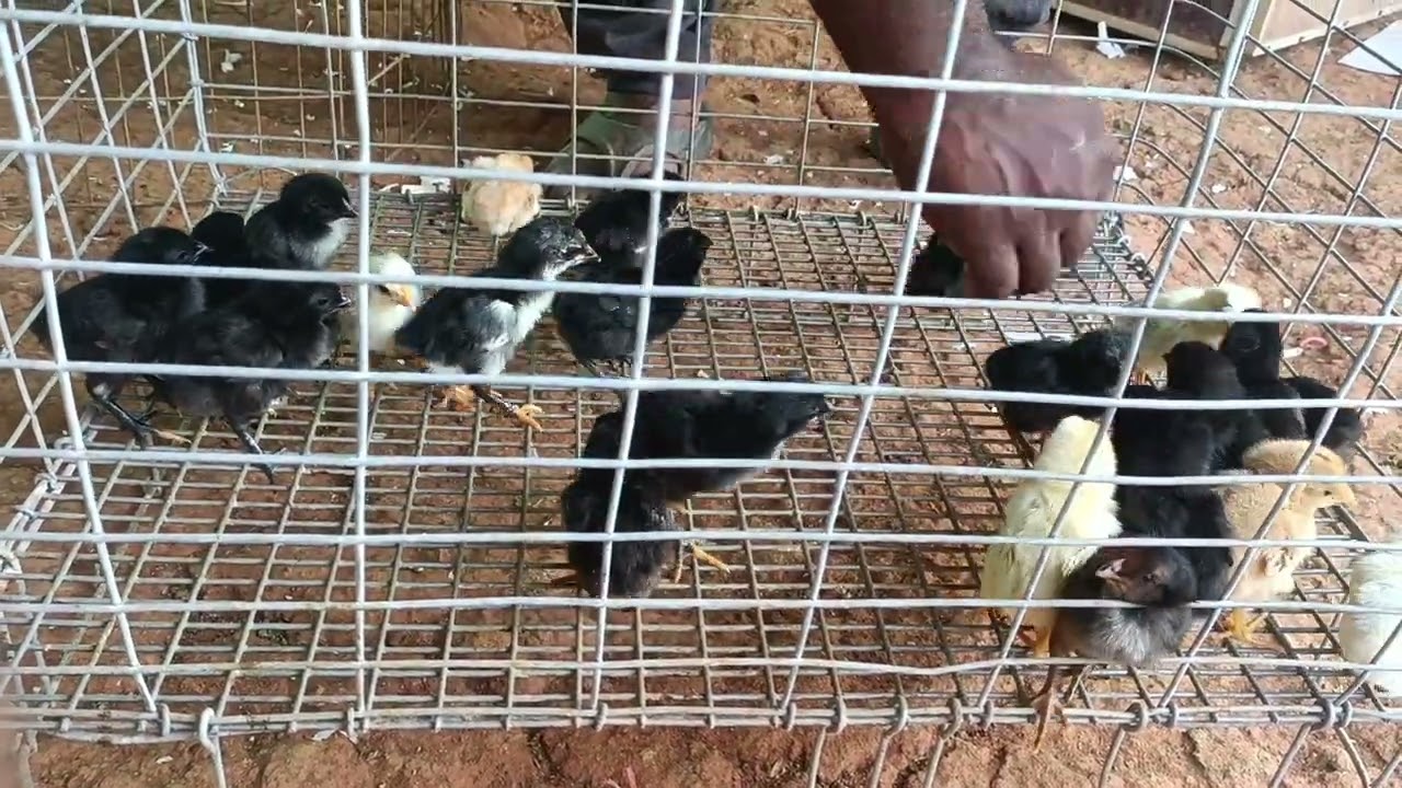 day one checks for sale gowtham farms kodipillu available jati kollu 9059156677