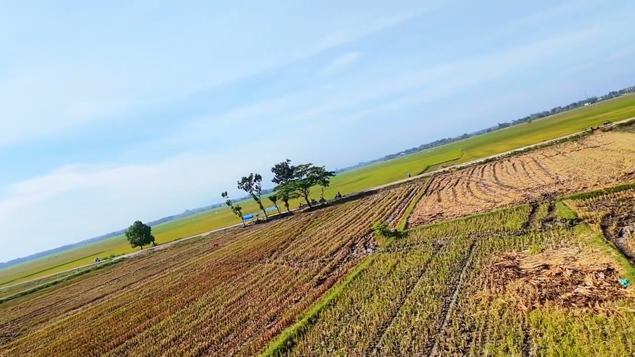 Dji neo # musim panen padi