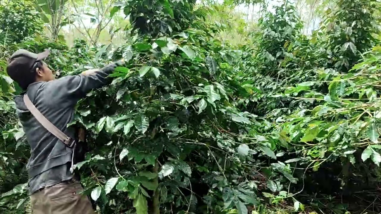 Proses Pangkas Kopi Arabika Jenis Ateng Janda (7) #kopi #kopigayo