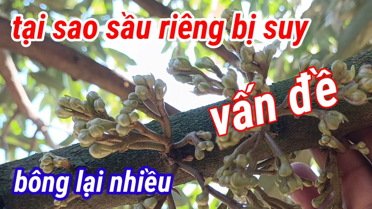 tại sao sầu riêng bị suy lại bông ra nhiều nguyên nhân ở đâu 