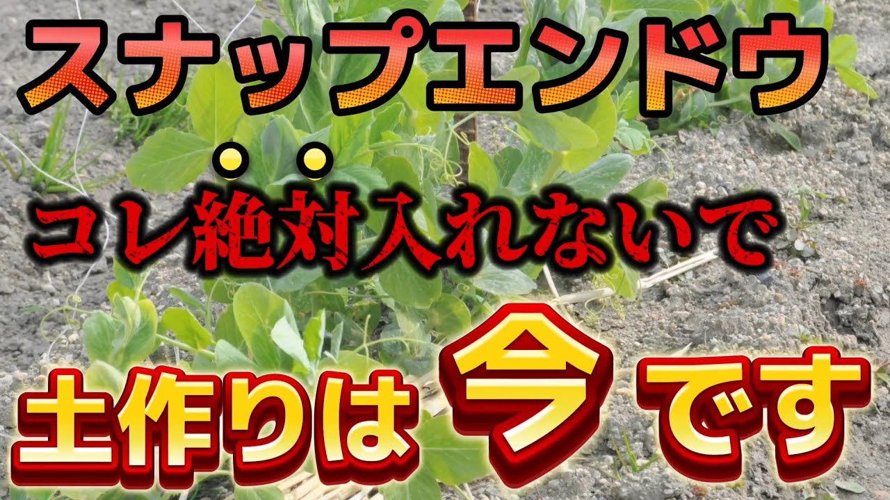 【スナップエンドウ】土作りで〇〇してはいけません。これすると定植後育ちが良くなります！！