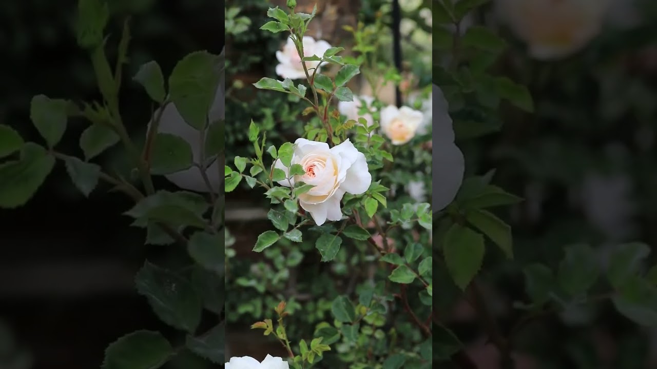 There are many varieties of white roses, and any of them is pure beauty #flowers #garden #rose