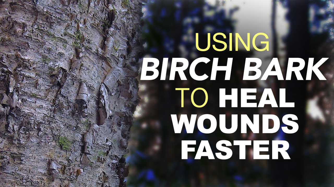 Using Birch Bark To Heal Wounds Faster