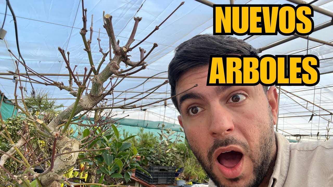 Nuevos arboles a la venta Acer, Acebuches, Nejikan