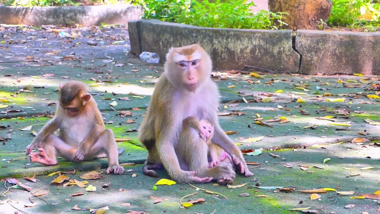 Monkey Sarika and her baby monkey family