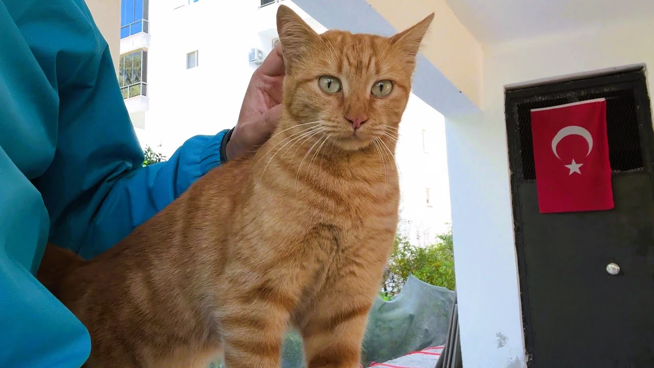 This Cat Wouldn’t Stop Following Me Until I Pet Him