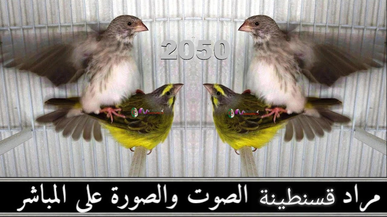 بمناسبة السنة الجديدة 2023  اهدي هذا الفيديو إلى عشاق الميلي الناتج عن مغني افريقيا و سورا موزنبيق