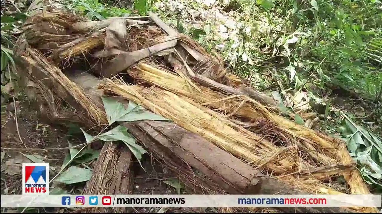 ഇടുക്കി ഉപ്പുതറയില്&zwj; കാട്ടാനശല്യം; വാഹനങ്ങള്&zwj;ക്കുനേരെ ആക്രമണം | Wild Elephant Attack | Idukki