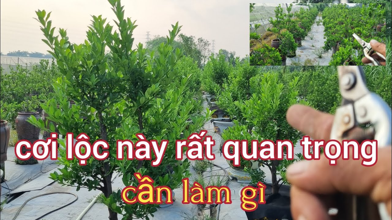 Chăm sóc quất trên chum ,chậu trong tháng 4âl (0988063918)