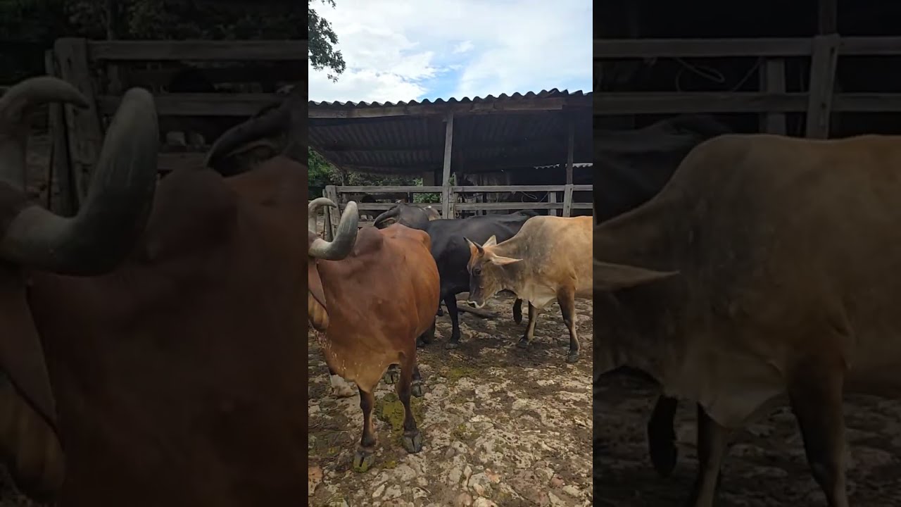fui fazenda Walter Marques  está ao vivo!