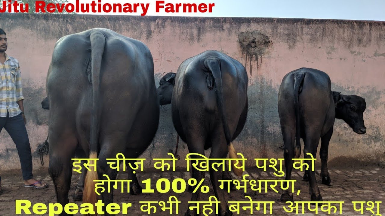 BUFFALOES / COWS get 100% Pregnant. PROBLEM of being REPEATER  will get solved