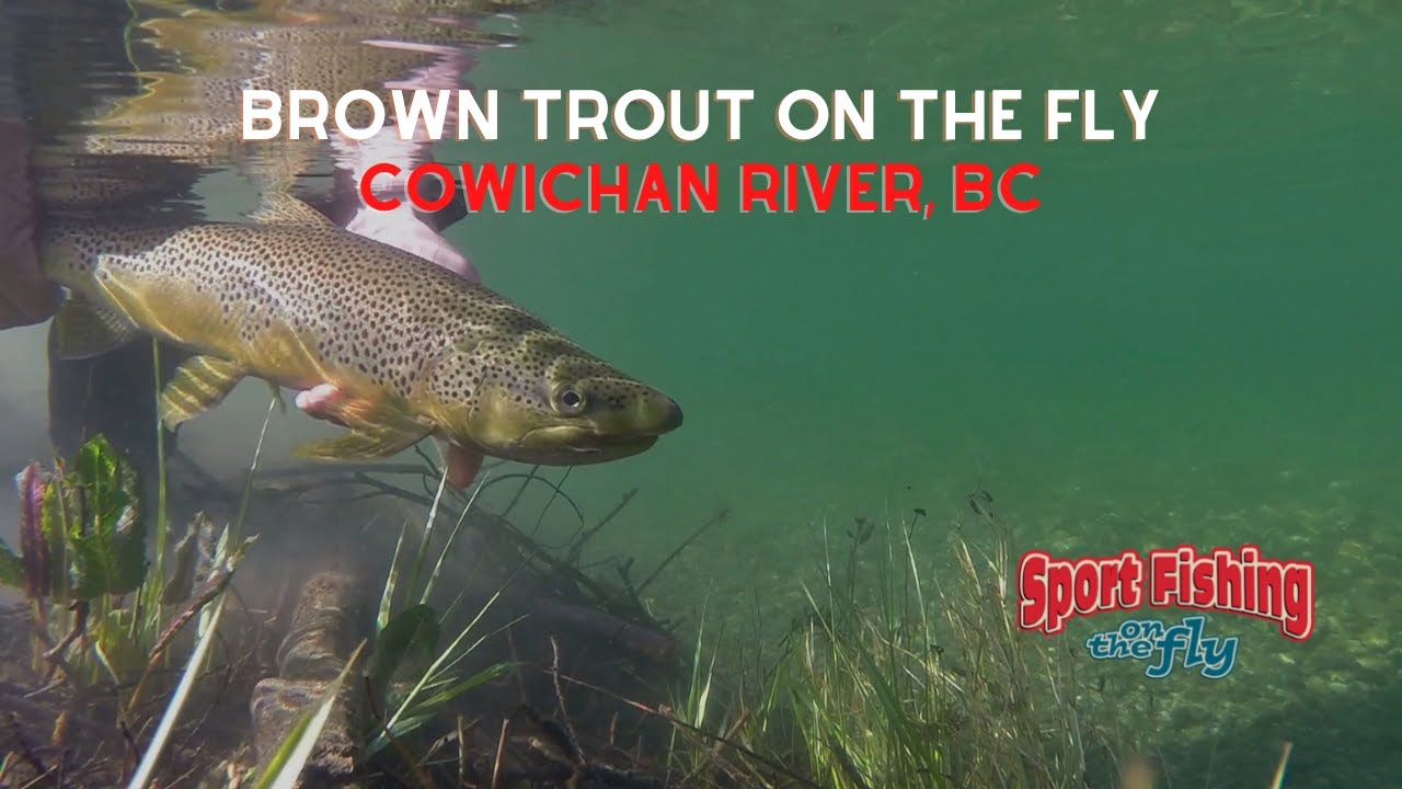FLY FISHING: BROWN TROUT ON THE FLY