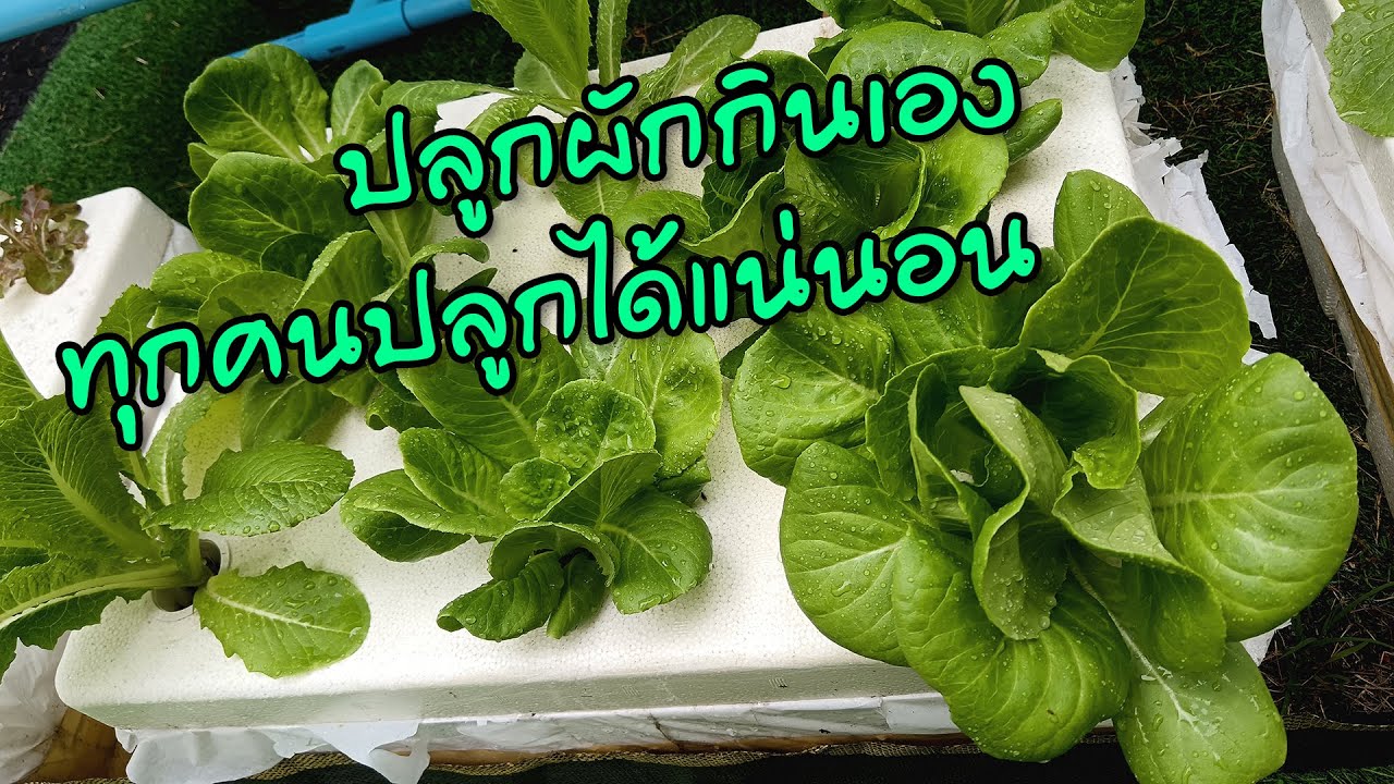 ขั้นตอนการปลูกผักไฮโดรโปนิกส์ Hydroponics กับชุดปลูกผัก iGrow