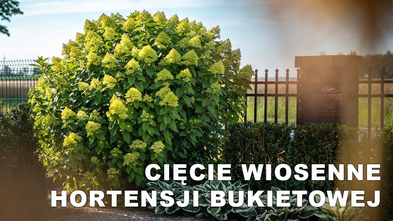Oczami Ogrodnika - Cięcie wiosenne hortensji bukietowej