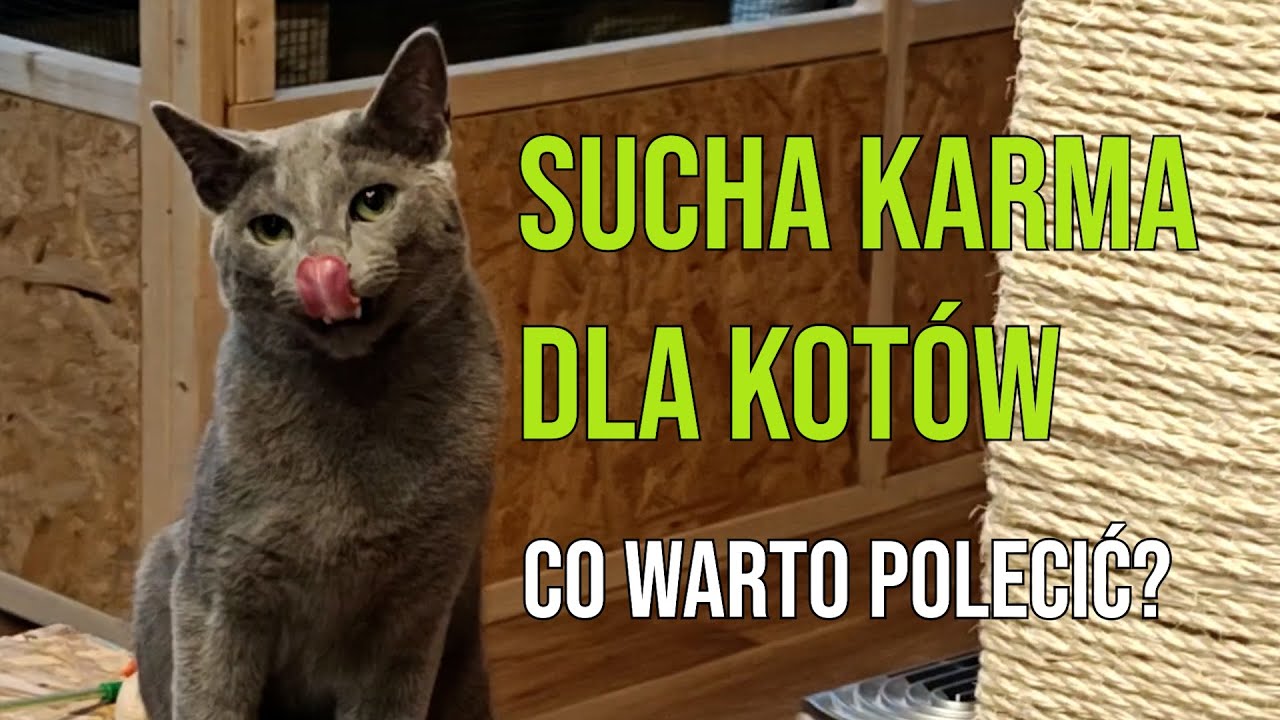 Suche karmy dla kotów. Co można polecić?