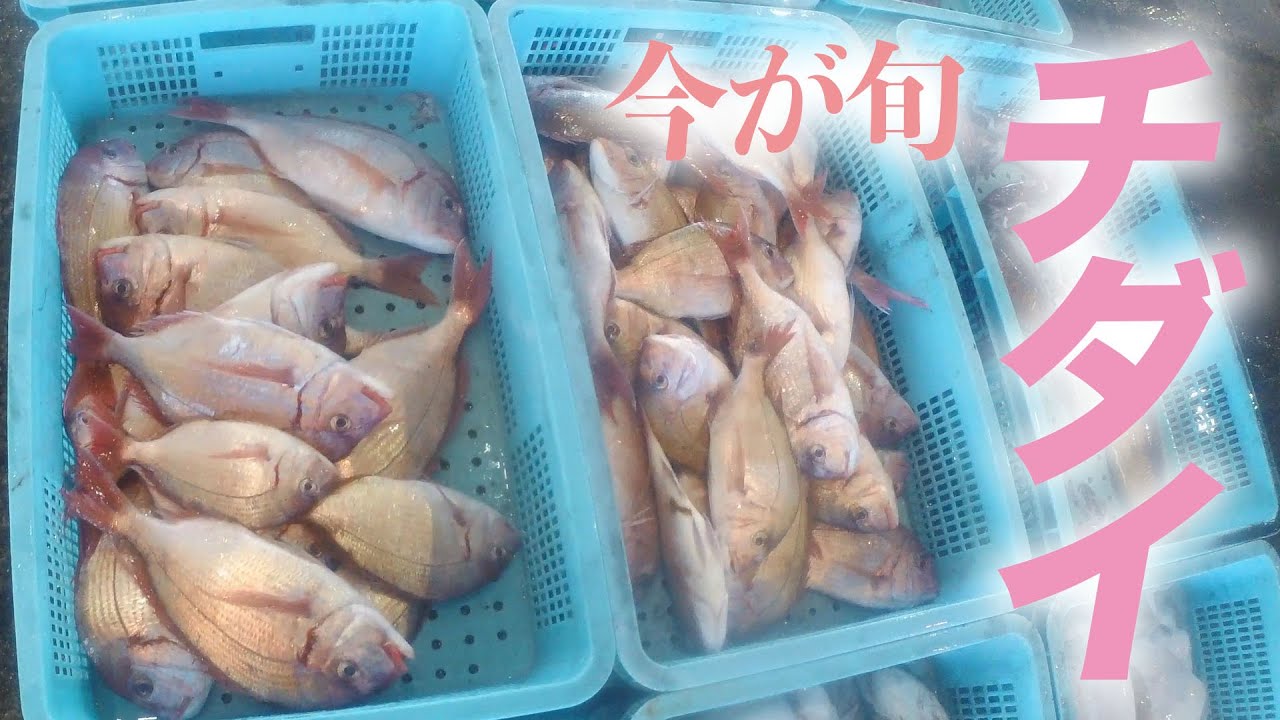 今が旬...またもやチダイが大漁発生！！！！