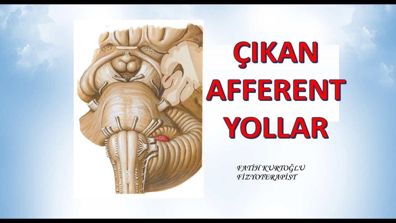 Çıkan Yollar  | Afferent  | Nöroanatomi Konu Anlatımı - 9