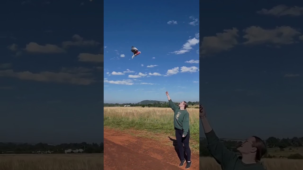 #bird