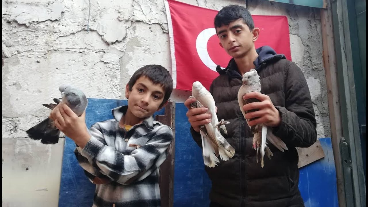 Yunus v Baran, Vatansever Delikanlı Kuşçular. Kaynarca Güvercin Kümesleri,İstanbul Kaynarca Güvercin