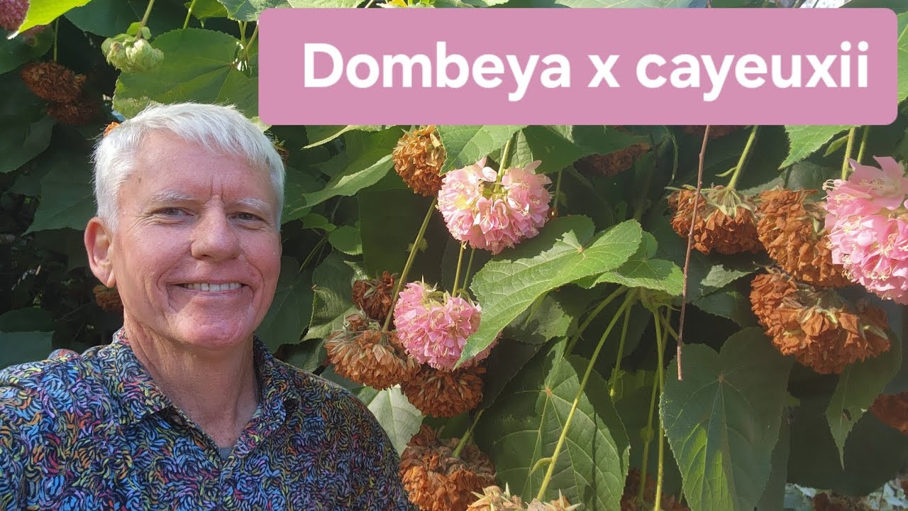 Dombeya x cayeuxii - OR - Dombeya wallichii