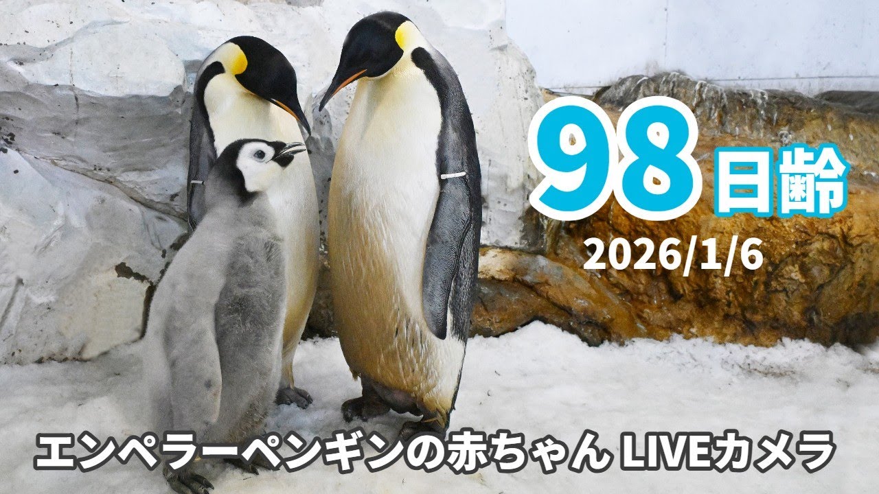【アーカイブ】エンペラーペンギンの赤ちゃんライブカメラ（2026/01/06）