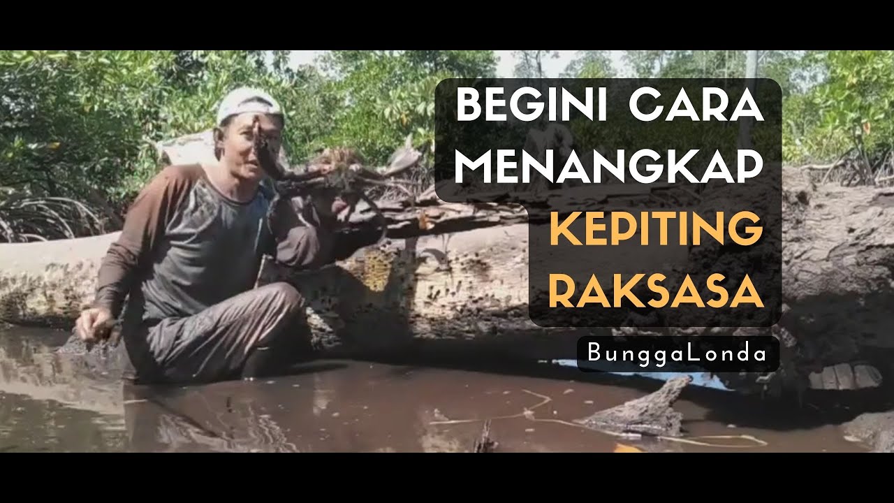 Begini cara menangkap kepiting bakau | BunggaLonda