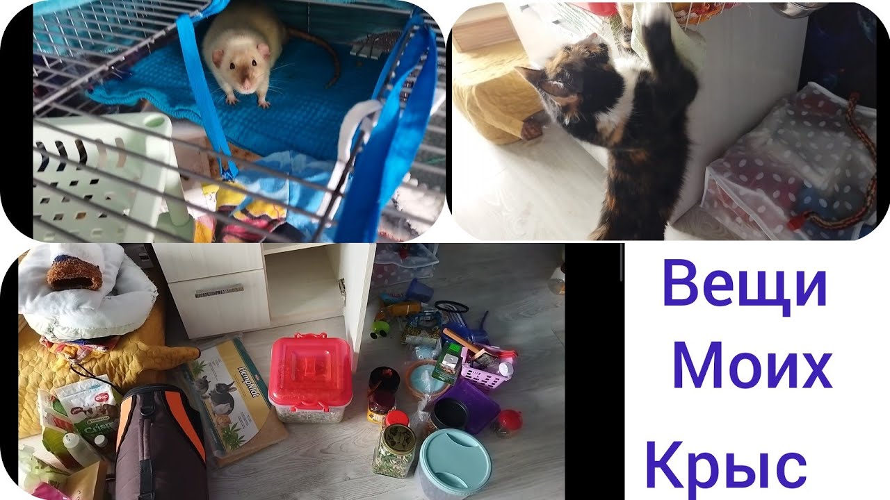 Уборка в полке у крыс/вещи моих крыс/Кошка Шаи бесится😆#моилюбимки#листиккексик #котики#крысы#твимз