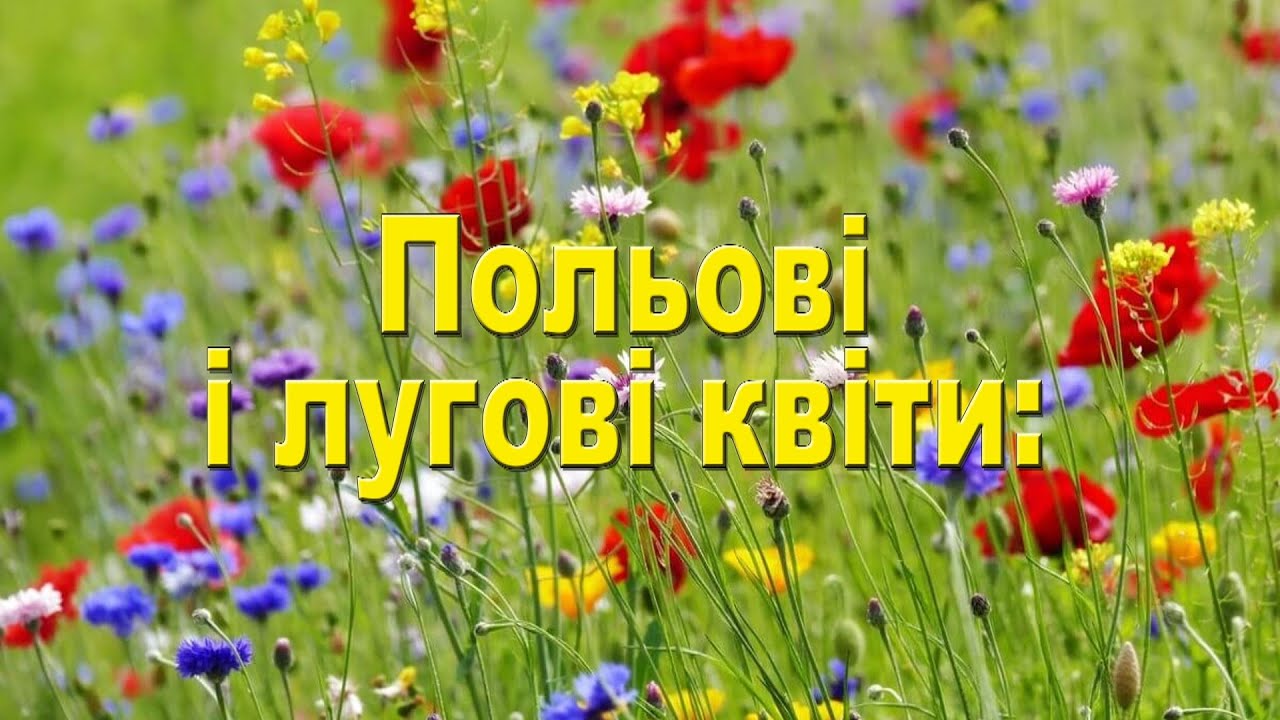 Польові і лугові квіти та їх назви українською мовою.