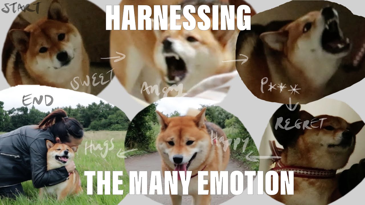 Putting on dog harness on Shiba Inu is not easy