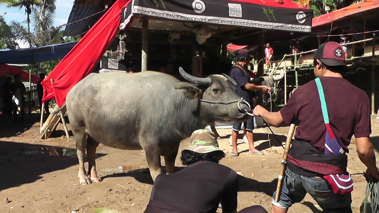 Proses Ma'Tinggoro Tedong ( Proses Menyembelih Kerbau )