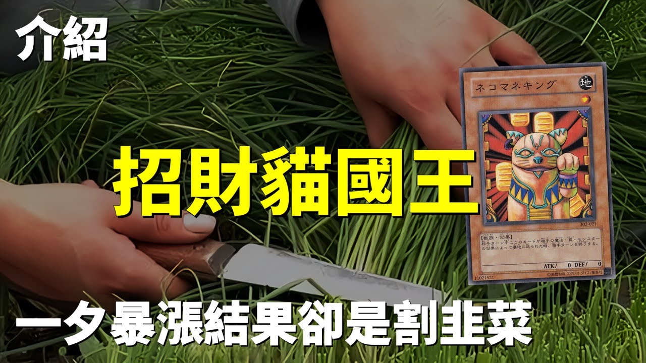 [ 遊戲王 ] 一夕暴漲結果卻是割韭菜 招財貓國王 Neko Mane King