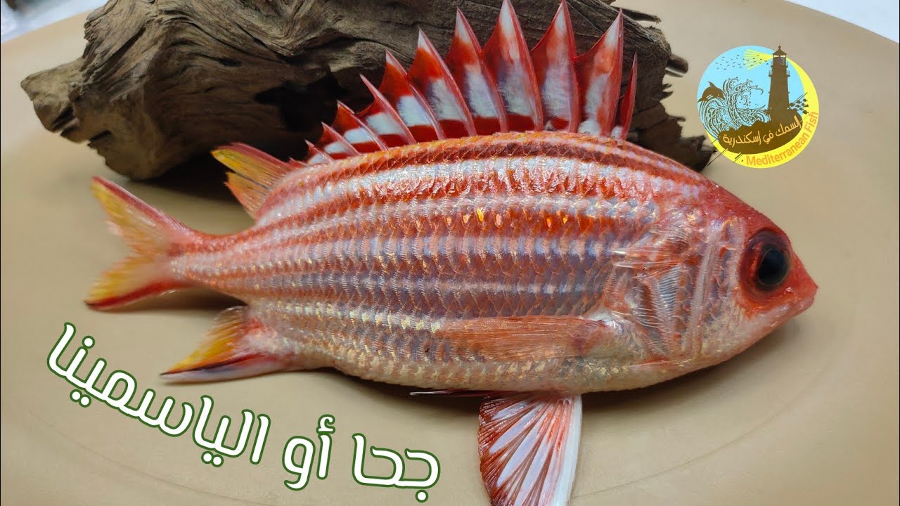 سمكة جحا أو الياسمينا أو الكحاية - قشورها صلبة و عندها شوكة مؤذية