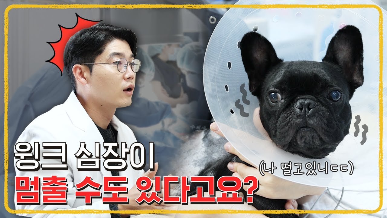설쌤이 입양한 윙크 근황! 윙크 심장 수술했어요🥲 | 설채현 행동학 수의사
