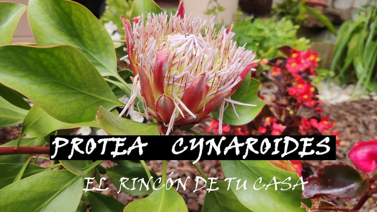 PROTEA CYNAROIDES CUIDADOS