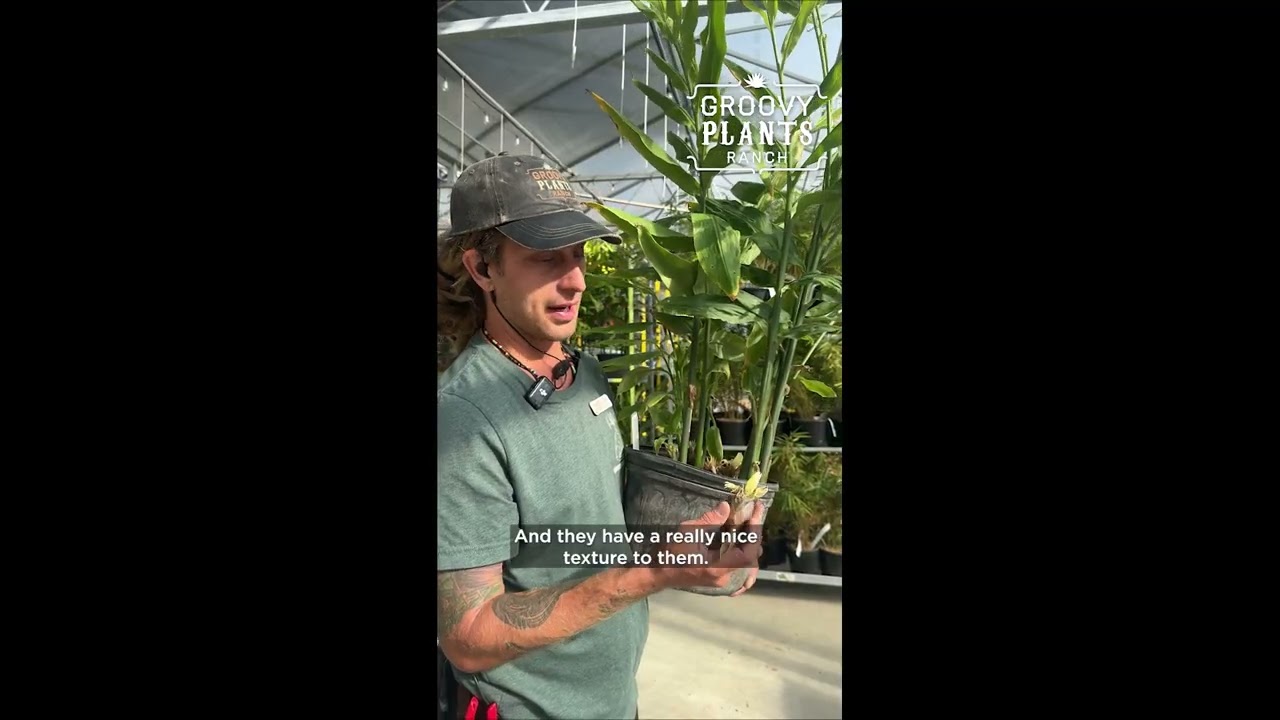 Discover Myoga Ginger 🌿 | Zingiber Mioga &ndash; A Japanese Garden Treasure