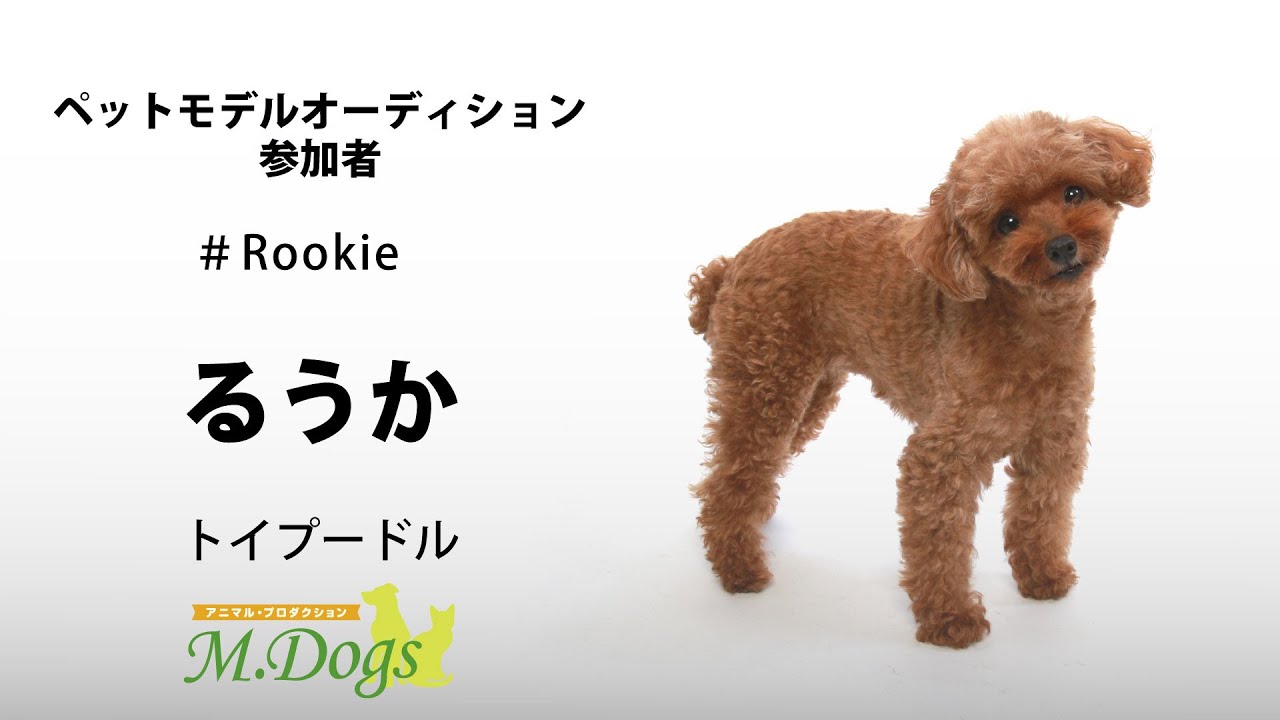 ペットモデル 宣材写真撮影会 #Rookie「るうか」トイプードル