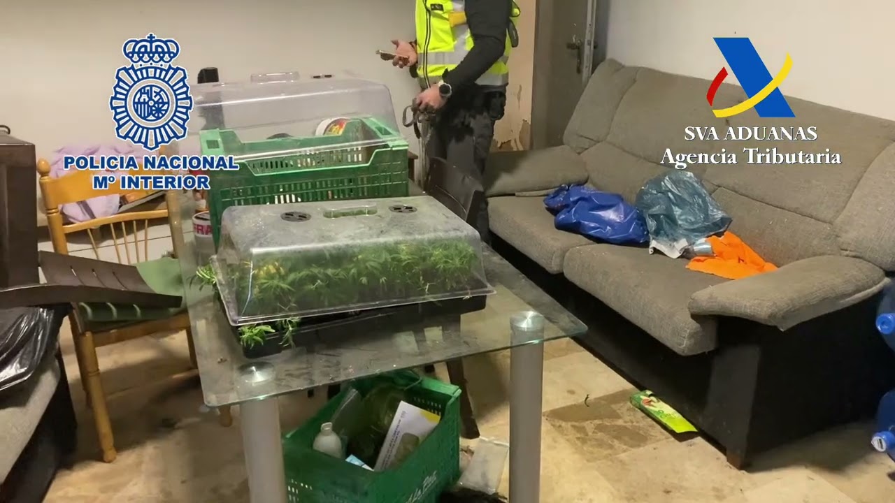 Desarticulada en Alicante una organización dedicada al cultivo, venta y distribución de drogas